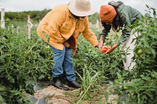 Study Horticulture and Potential Migration Pathways